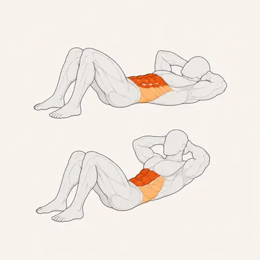 Ilustração do abdominal, abdômen destacado